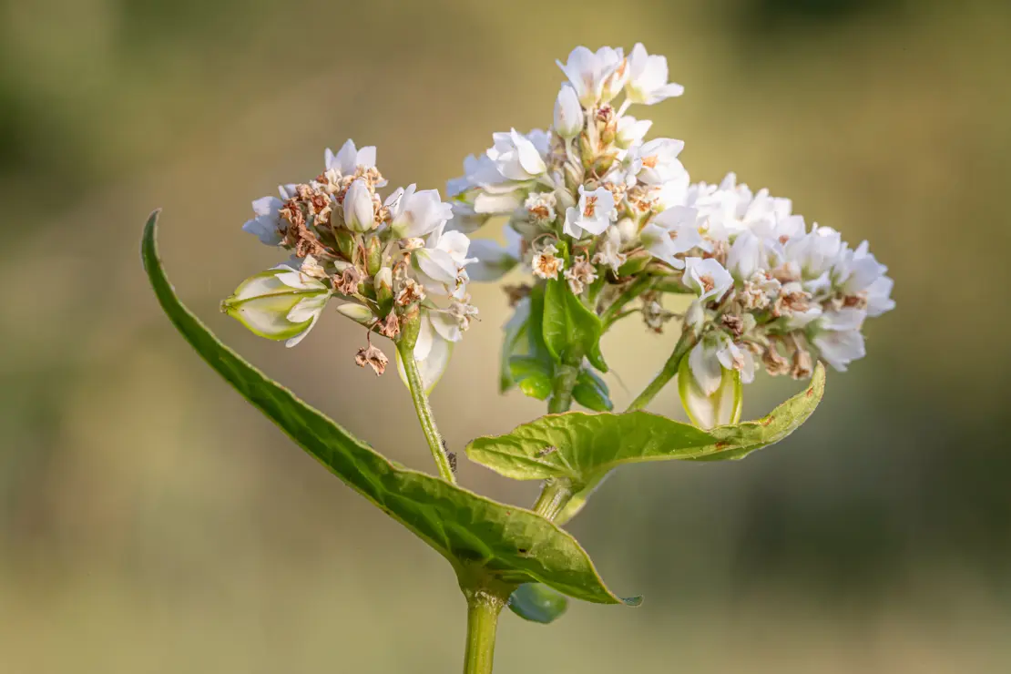 Echter Buchweizen (Fagopyrum esculentum) [2]